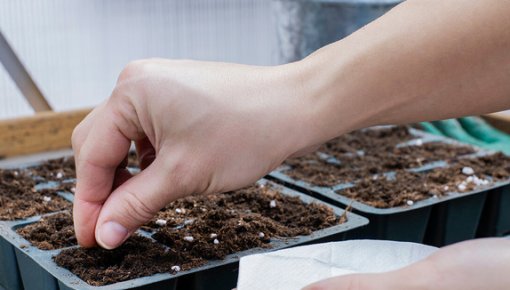 ������� ����� ������� ��� ��� ������ �������