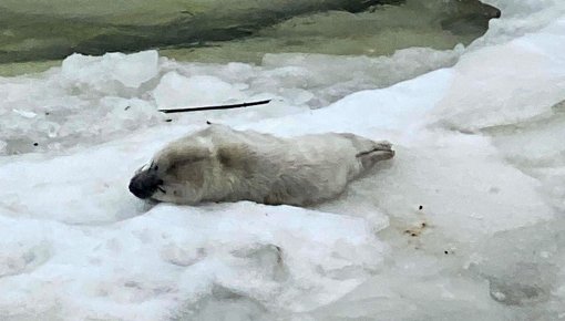 � ���������� �������� ������� � ���� ���� ���������: ������� ������ ������� ���������