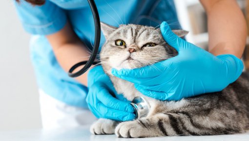 ������� ������� �� 2000 ����, ��� ������ ��������� ���� ��������