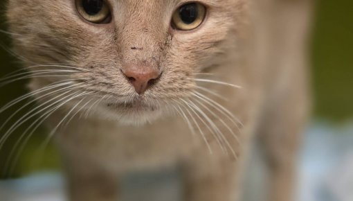 ���� ����� ����� �������� � ���. ������ ��� ����� ������