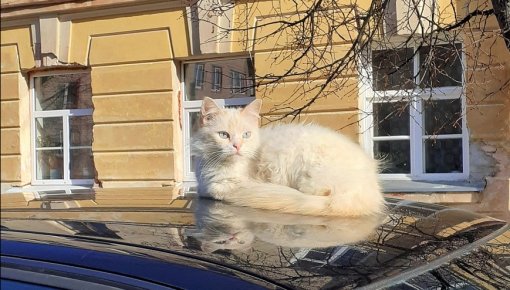 � ������ ��� ������� ���� ������ ����������� ������������� �������