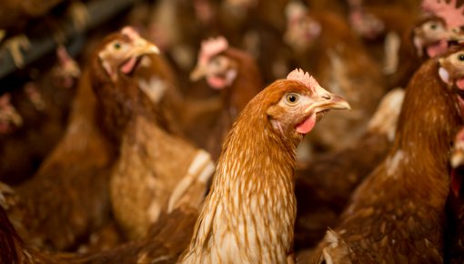 ��������� � ���������: ���� � ������� �������� ����� ���������� � ����� ����� �����������