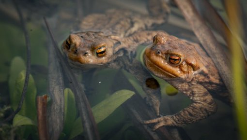 ���������, ������� � �����: �� ������� ��� ������ ������� ����������� ��������