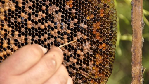 � ������ ������������� ����������� ������� ����: ������� �����������