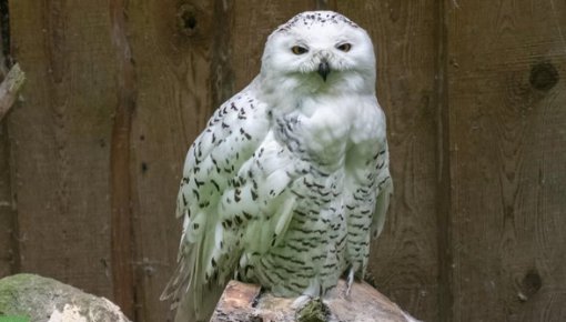 ���������� ������ ������: � ������� �������� �������� ��� ����