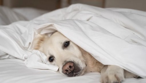 ������ ������ � ���� ��������� ������ ������� ���������� ���������