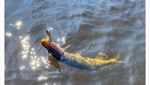 �� ����� ���� � ������ ��� ������� ������������ �� ����� ���������� � �����