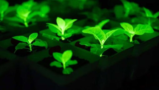 ������-����������: ����� ������� ������������ �������� ��� ���������� ���������