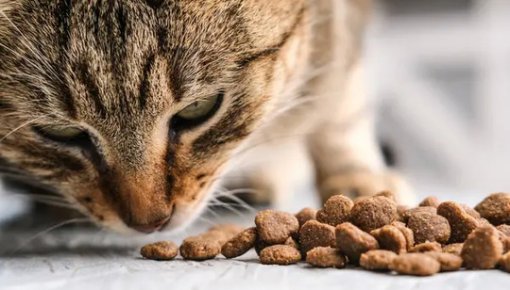 ������ ���� �� ������� ���� - �������� ������ ��������, ��� ��������� ��������� �������� ��������