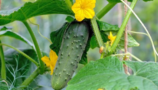 ������ ������� �� ��������� ���� - ��� �������� � ����� ��� �������, ����� ��� ������� ����� � �� ���������� ������