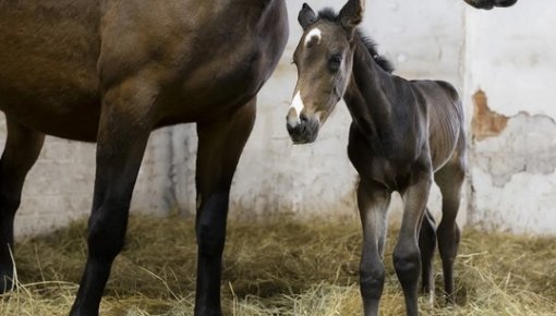 � ������� ������� ������ ������������� ��������