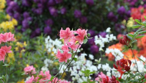 � ������������ ���� �� ������� ������������: ���������� ����� ����� ������ ������