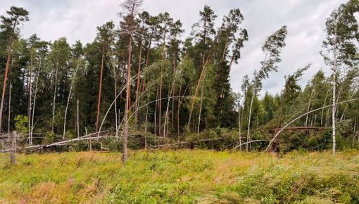 ��� ������� ������� ��������: Latvijas valsts meži ������������ �����