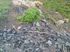 gallery_1369_347_67417.jpg