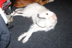 gallery_2_41_104755.jpg
