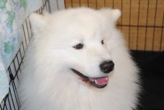 gallery_2_41_120290.jpg