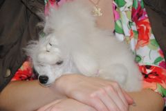 gallery_2_41_27195.jpg