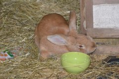 gallery_1382_429_27144.jpg