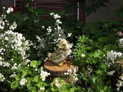 gallery_1369_536_40711.jpg