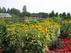 gallery_1369_544_138587.jpg