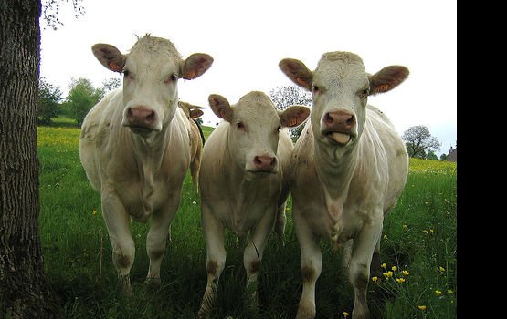 Swedbank ����� ����� �������������� ������