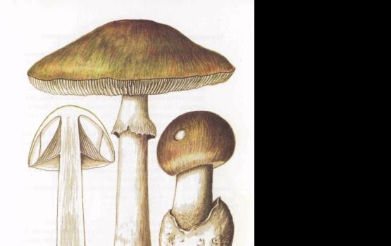 ���� ���� � ������ �������