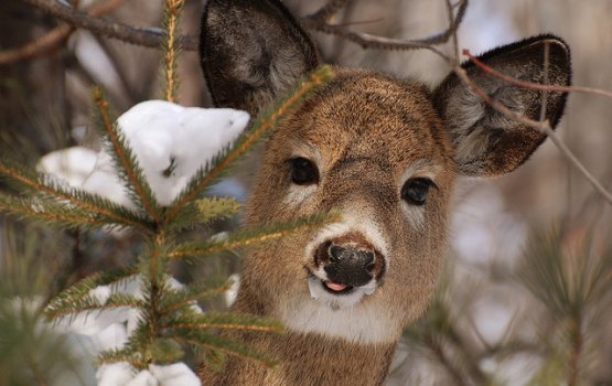 � ��� ����� ������� � �������