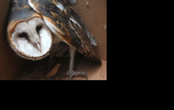 ���������� ������������ ����������� ���� ������