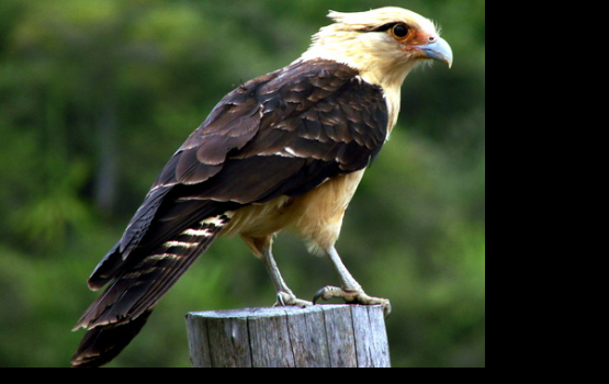 ���������� ���������� ����� ������ ���� � ������ - ��������