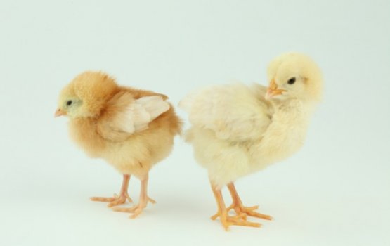 �������������� ������ ������������ �Daugavpils putni�