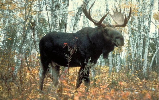 �������� ������ ���� � ������