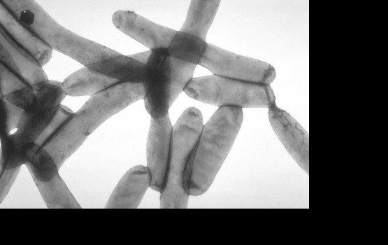 ����� ������ ������ � ������� ���������