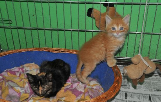 ����� �� ������ ����� �������� � ����������� �������