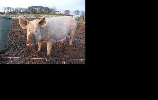 � ������ ������������ ������ ���� ���� �� ����������������