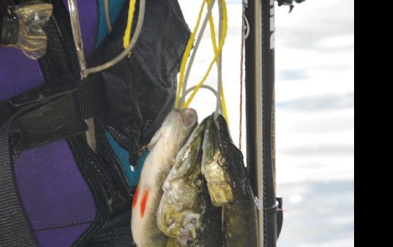 ��������� �������� ������� ���� ��������� (����)