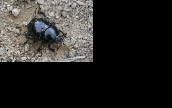 ����� � ���������� �������� ����������� ������������