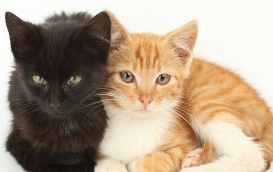 10-������ ������� �������� ������ �������