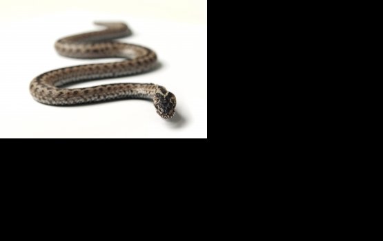 �� ���������� ������ ���� ������� ����