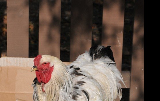 ��� ��������������� ����: �� �������� ������������ ���� �� ������� ����������� ������