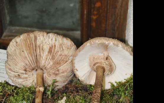 "�� ������, ��� �� ���� - �� ������" (����)