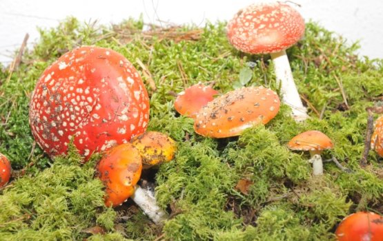 "�� ������, ��� �� ���� - �� ������" (����)