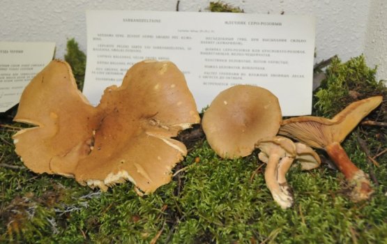 "�� ������, ��� �� ���� - �� ������" (����)