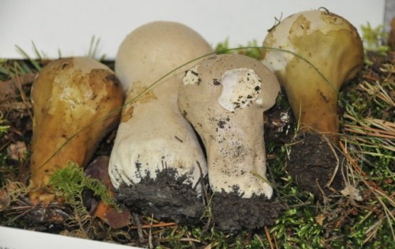 "�� ������, ��� �� ���� - �� ������" (����)