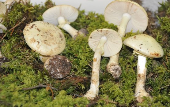 "�� ������, ��� �� ���� - �� ������" (����)