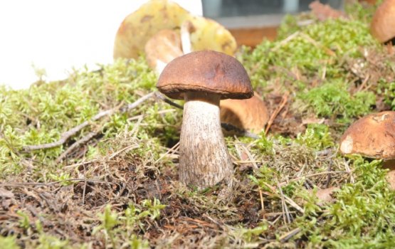 "�� ������, ��� �� ���� - �� ������" (����)