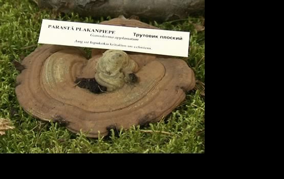 �������� ������ � ����� ������� (�����)