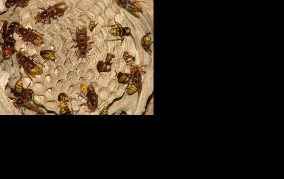 ����� ��������������� �������� 15 �����������, ������� ���� � ����������