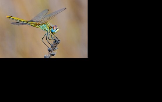 ����������� �������� �������� ���������