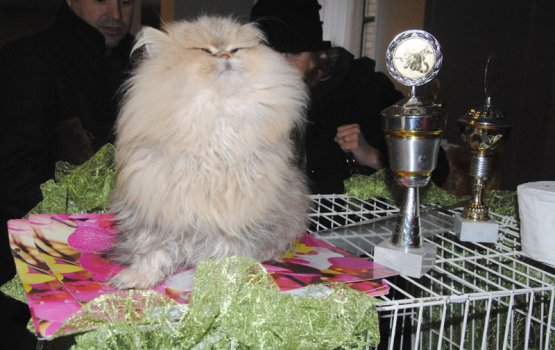 � "����������" ��������� ��������