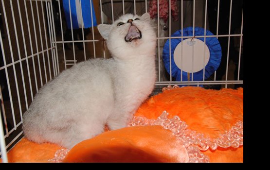 � "����������" ��������� ��������